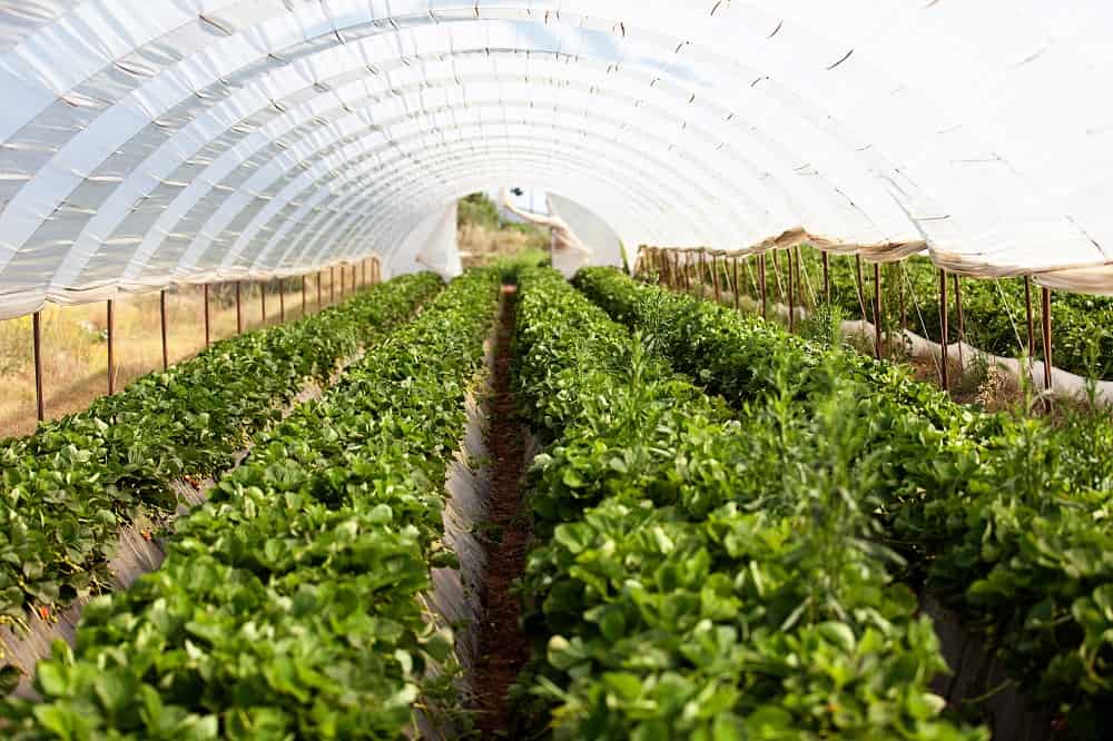 نایلون گلخانه قزوین (پلاستیک) پلی کلرید وینیل دارای سوراخ ریز Nylon