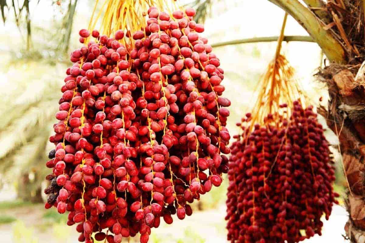 خرما قنطار (گنتار) نیمه خشک شیرین قهوه ای تیره Date