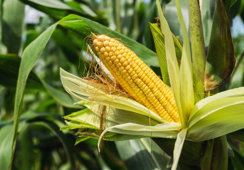 ذرت علوفه ای خوزستان؛ مومی غلاف دار دانه درشت روغنی حاوی starch