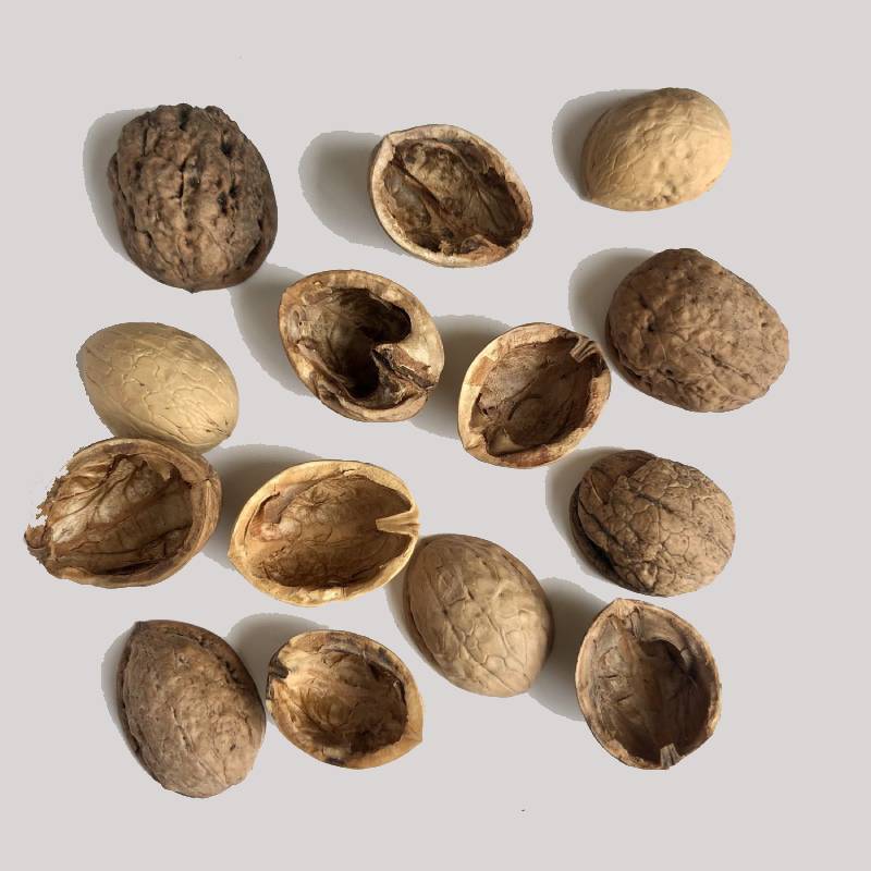 پوست گردو برای پیسی؛ ضد قارچ رفع عفونت کاربرد صنایع دارویی آرایشی