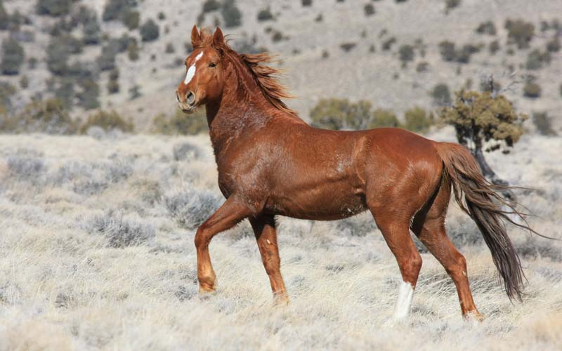 اسب کرد قره خان؛ قهوه ای براق (یال بلند مشکی) مناسب ورزش سوارکاری