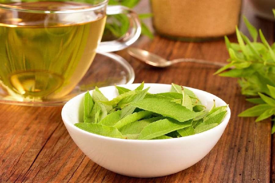 گیاه دارویی به لیمو؛ گرمسیری برگ زبر سر نیزه ایی نشاط پوست America