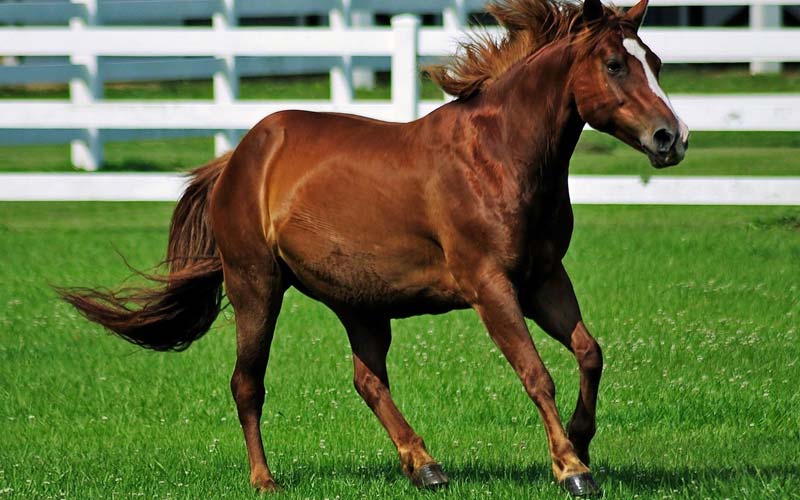 اسب کرد گرینوف؛ قد بلند استخوان بندی عالی استقامت بالا Greenov