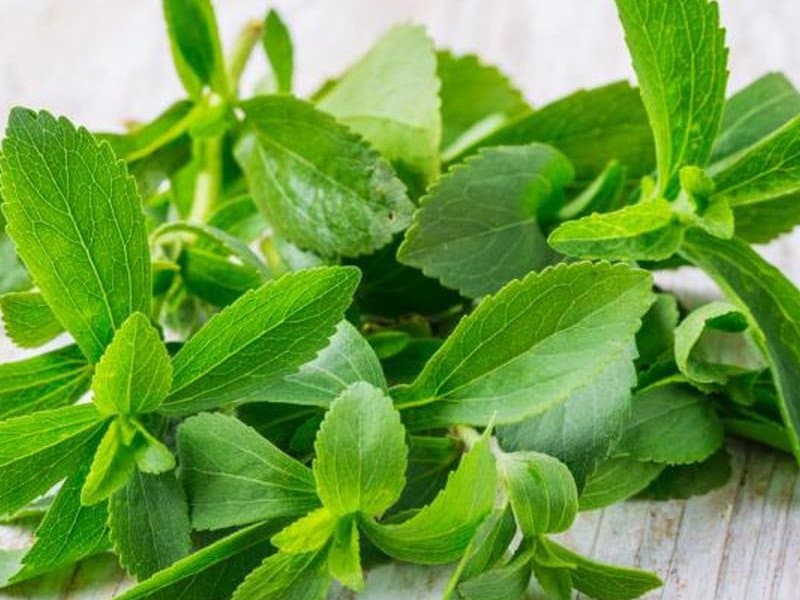 استویا شیراز؛ طبع گرم درمان بیماری کبدی سلامت قلب تولید Brazil