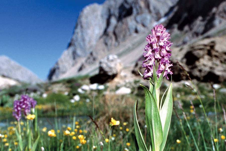 گیاه دارویی ثعلب (ارکیده) کمی تند مصرف دارویی غذایی بستنی سازی