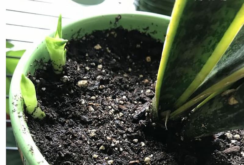  قلمه گل سانسوریا (شمشیرجادویی) سبز روشن 3 نوع باکولاریس بورمانیکا Consina