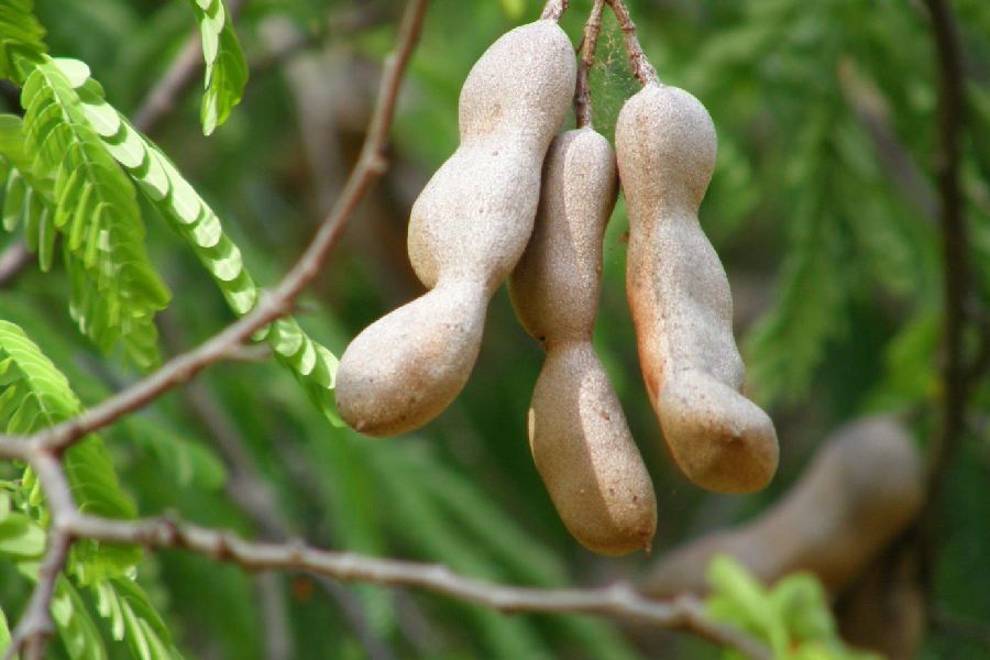 خرما هندی (تمر) ترش ملس طعم دهنده غذا ویتامین C E