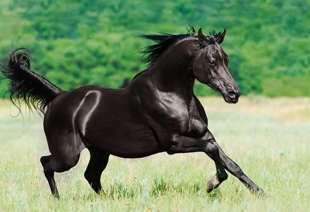 اسب کرد تیره جاف؛ سنجابی افشاری 3 رنگ سفید سیاه قره کهر