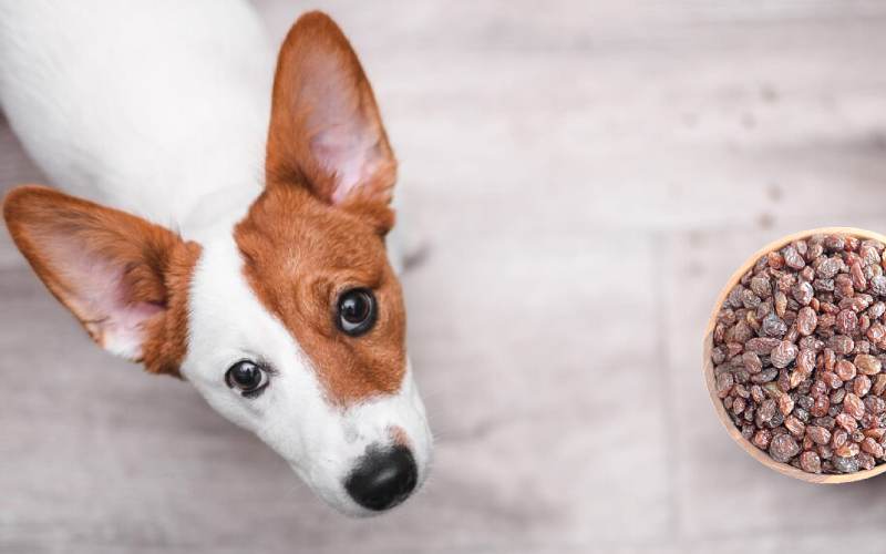 کشمش برای سگ ها؛ سبز پلویی حاوی پتاسیم کلسیم DOG