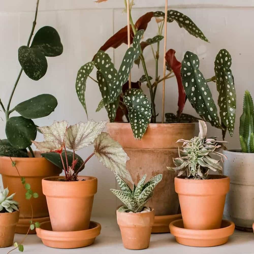 گلدان سفالی حیاط؛ سنتی ساده فانتزی 2 سایز کوچک بزرگ