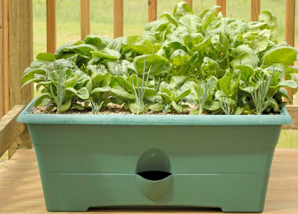 گلدان پلاستیکی سبزیجات؛ تحمل شرایط آسیب زا سایز (کوچک متوسط بزرگ)