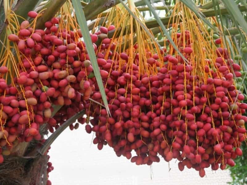 خرما رولتی با ارد؛ مناسب صبحانه میان وعده حاوی کلسیم منیزیم