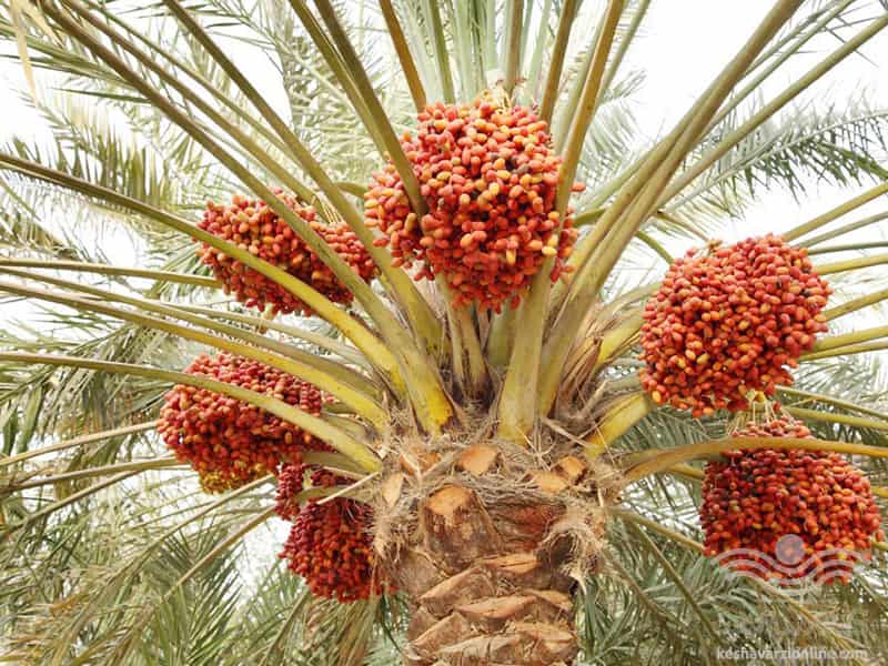 خرما توپی خوشمزه؛ پودر کنجد 3 ماده مغذی ویتامین پتاسیم Folic acid