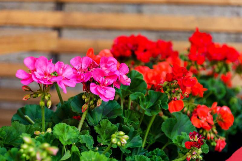 قلمه گل شمعدانی؛ قرمز صورتی سفید (قلمه بذر) مقاوم Garden geranium