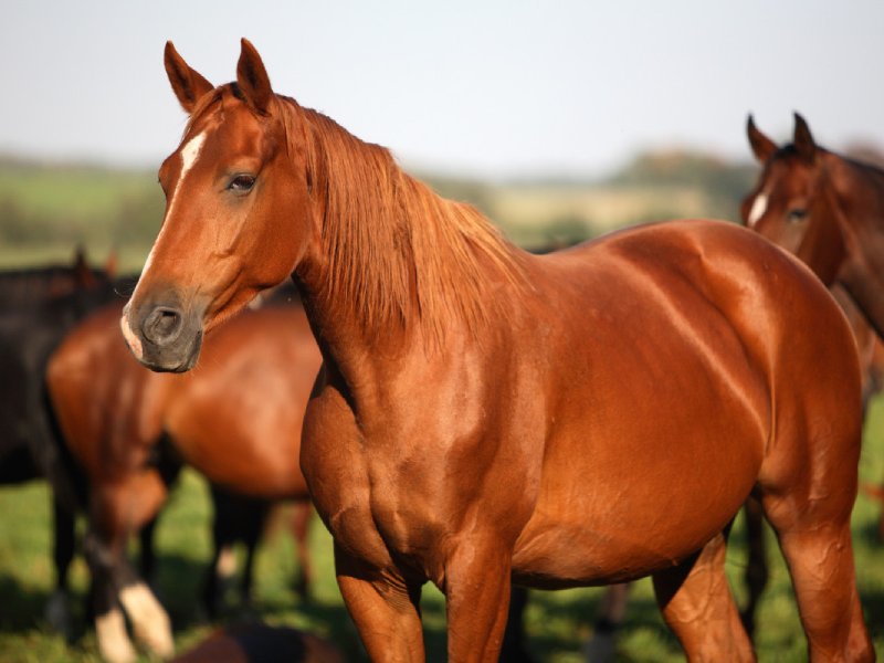 اسب قره باغ آذربایجان؛ مادیان نر (کهربایی طلایی) مطیع چابک وزن 1 تن