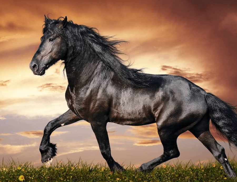 اسب پازن لرستان؛ مشکی طلایی سفید وزن 600 کیلو نژاد Persian