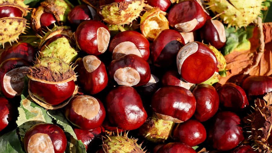 بلوط در بارداری؛ شبیه فندوق قهوه ای درمان کمر زانو درد Antioxidants