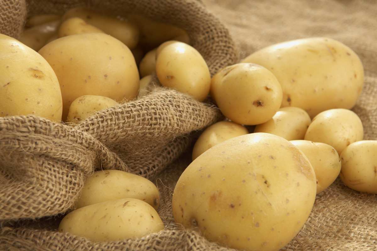 سیب زمینی در میدان تره بار تهران امروز؛ زرد پر رنگ سفت خاکی potato