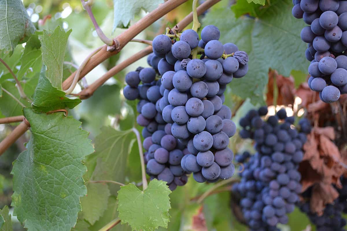 انگور یاقوتی بی دانه؛ ملس شیرین مناسب تهیه آبمیوه ژله