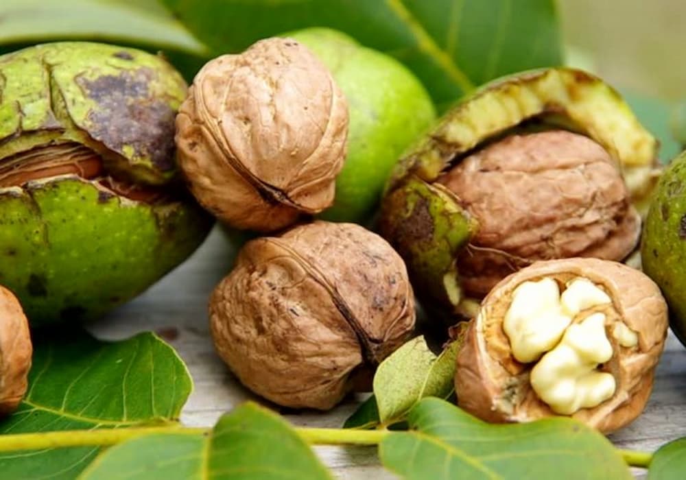 پوست مغز گردو؛ طبیعی ( خشک  چیپسی ) دم کرده پودر