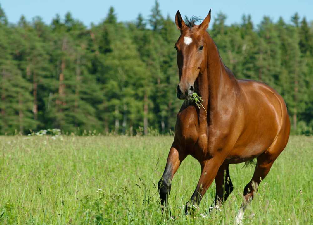 اسب ترکمن صحرا؛ قدرتمند نژاد اصیل رنگ (سفید خاکستری قهوه ای)