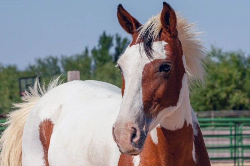 اسب نژاد بارب؛ کهربایی خاکستری سفید فرمان پذیر نژاد Spanish