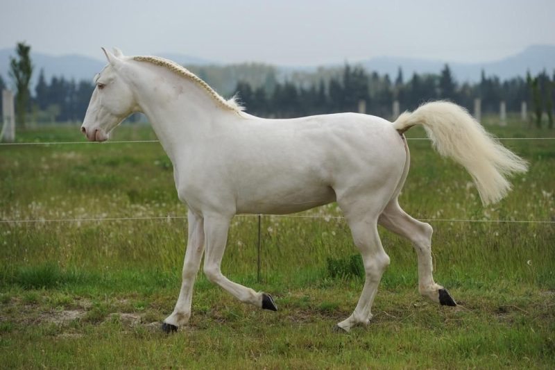 اسب کرد کله قوچی؛ باربر مسابقه ای باهوش مقاوم قد 150 سانتی متر