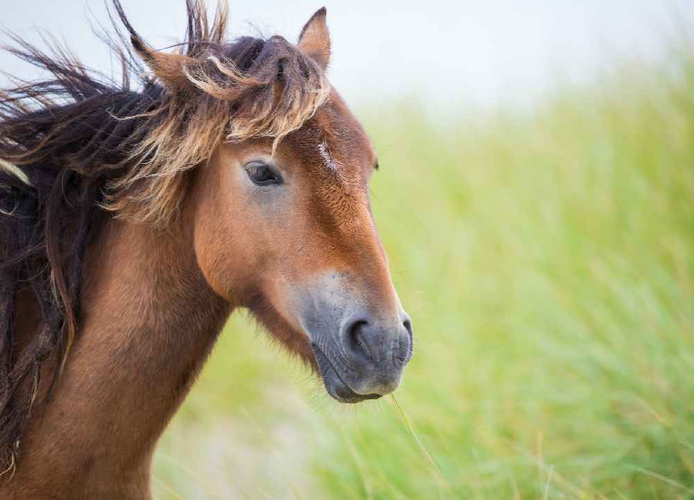 اسب خارجی زیبا؛ قهوه ای مشکی سفید مفاصل قوی مناسب مسابقات
