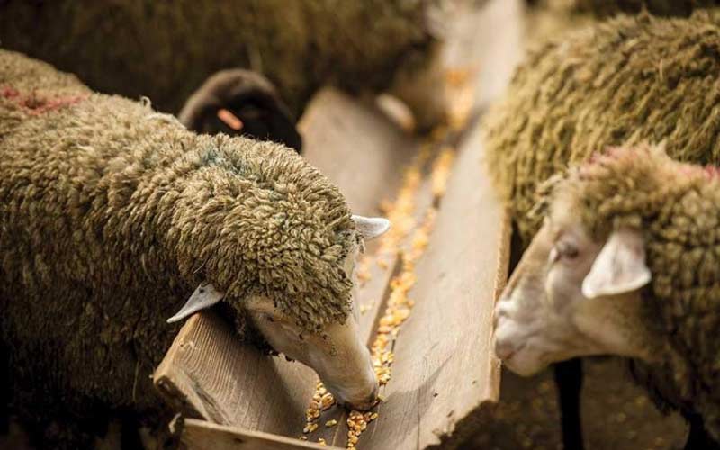 خوراک دام رخ؛ افزایش شیردهی مناسب دام (گوشتی شیری)