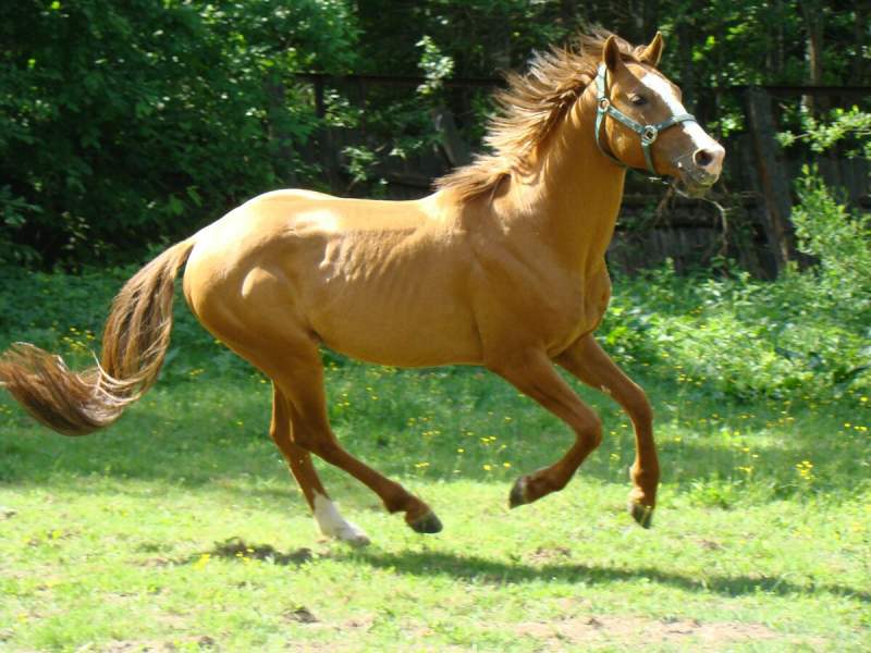 اسب قهوه ای کمرنگ؛ تروبرد مورگان فریزین وزن 700 کیلوگرم