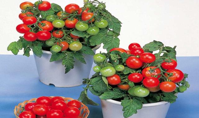 گوجه گیلاسی گلدانی؛ بافت گوشتی ترش 3 رنگ قرمز زرد بنفش