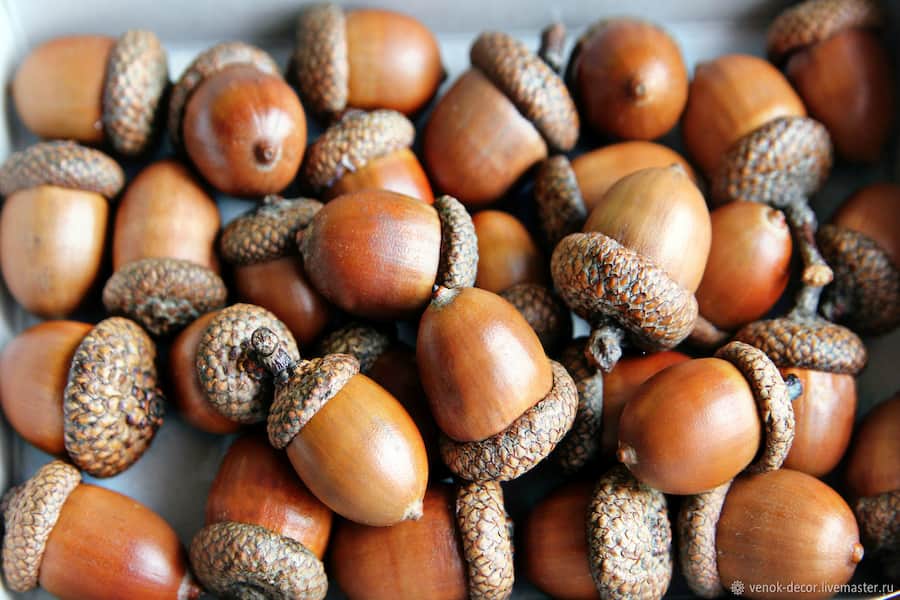 بلوط کردستان؛ فندقی  سیر کنندگی برداشت ( مرداد شهریور ) پخته 