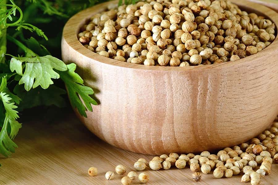 بذر گشنیز پاکان بذر (دانه) داروسازی باردهی 120 روز Seed