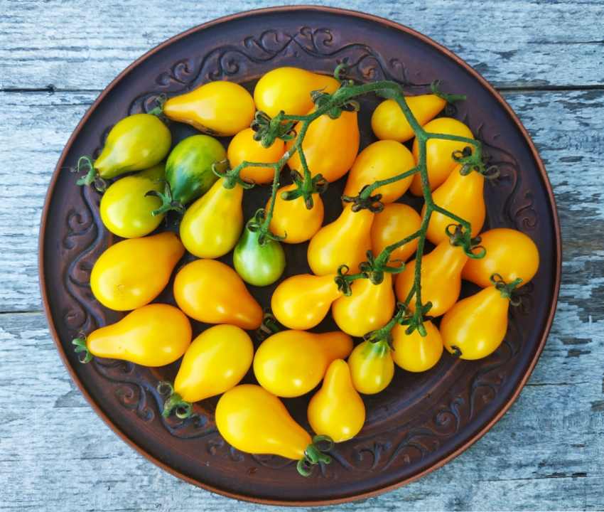 گوجه فرنگی لامپی؛ زرد قرمز مقاوم حاوی آنتی اکسیدان فیبر potassium