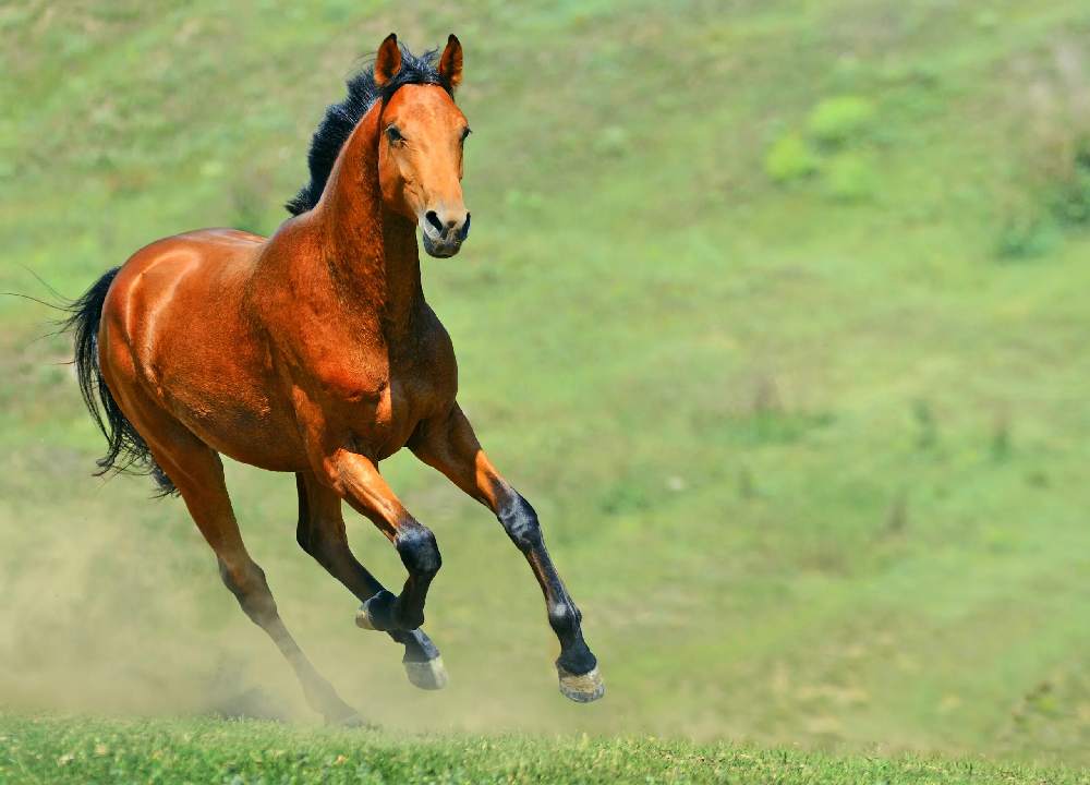 اسب دلاور لرستان؛ قد کشیده بلند 3 نوع سفید قهوه ای مشکی