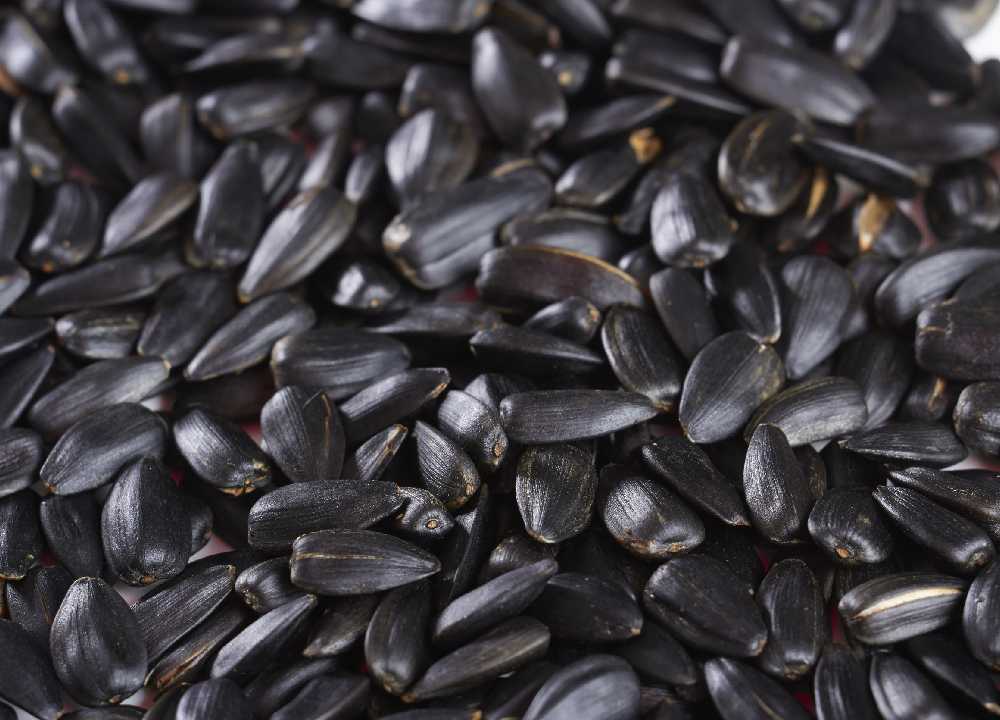 تخمه آفتابگردان مشکی؛ فله ای بسته بندی بهبود عملکرد قلب منزنیم phosphorus