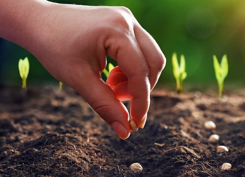 بذر صیفی جات خارجی؛ مقاوم برابر آفات سرعت رشد بالا (United Kingdom)