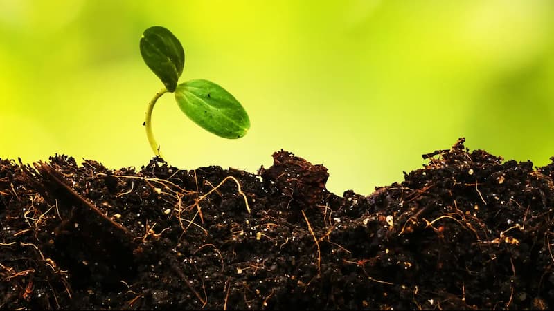 بذر شوید خارجی؛ مناسب انواع خاک کاهش قند خون