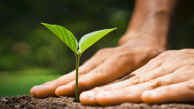 بذر سیر اصلاح شده؛ آنتی بیوتیک ید درمان بیماری عفونی