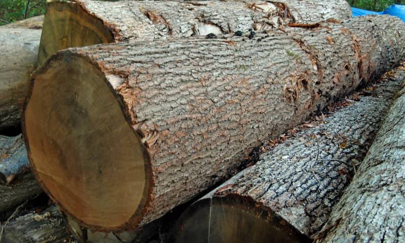 چوب گردو تخت خواب؛ بناب قطر 20 سانتی مقاومت بالا