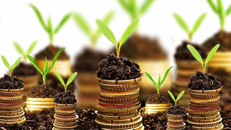 بذر جو شش پر؛ قدرت باروری بالا 2 نوع گرمسیری سردسیری