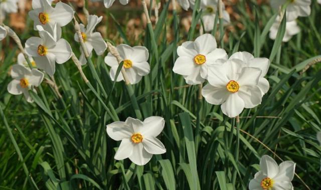 قلمه گل نرگس؛ مقاوم سرما هفته ای 2 بار آبیاری خاک حاصل خیز باغ باغچه