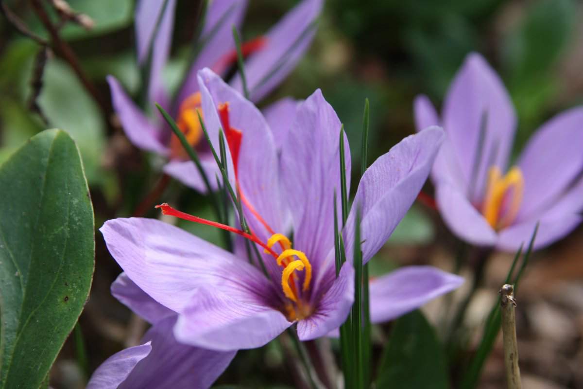 زعفران صادراتی ایران (طلای سرخ) شکسته پودری تلخ حاوی پتاسیم magnesium