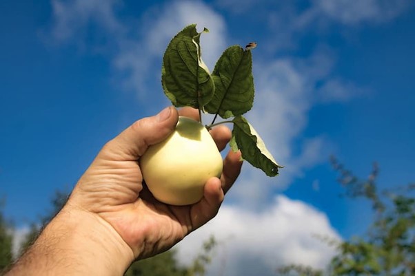 سیب گلاب ایرانی؛ سرخ درشت 2 بسته بندی جعبه ای و سبدی