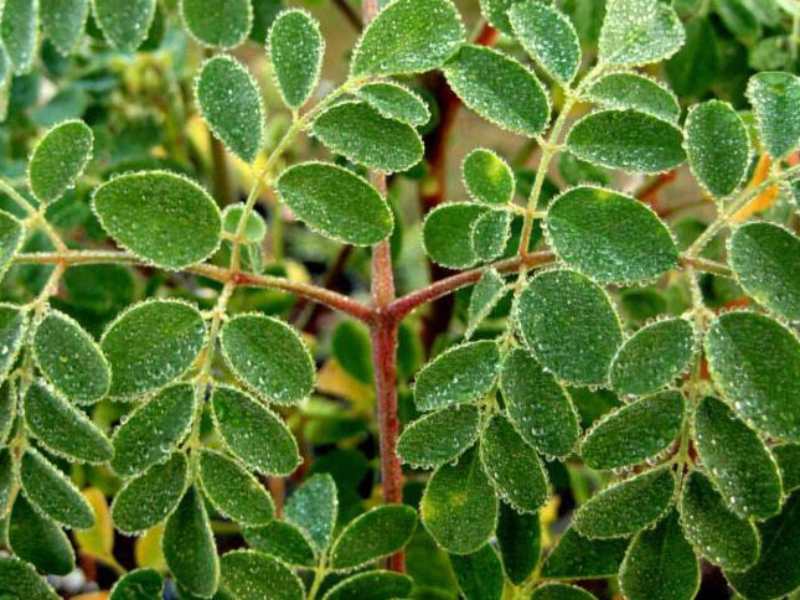 مورینگا عطاری؛ خشک تیز روان طبع گرم حاوی فیبر کلسیم Magnesium