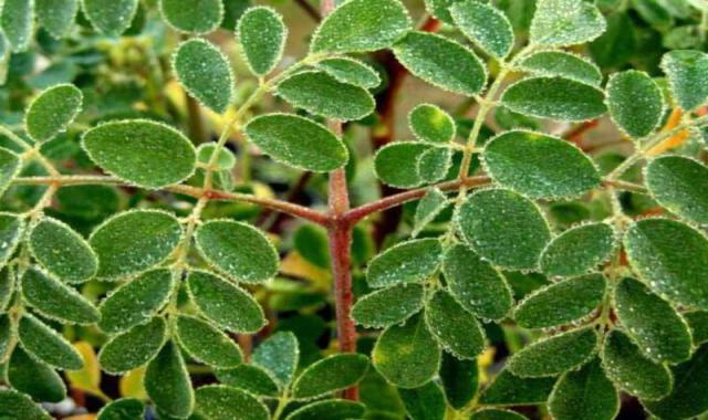 مورینگا عطاری؛ خشک تیز روان طبع گرم حاوی فیبر کلسیم Magnesium