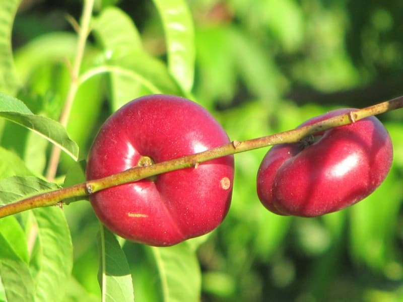 شلیل انجیری امروز (ردگلد) شمس مغان شیرین براق قرمز تولید china
