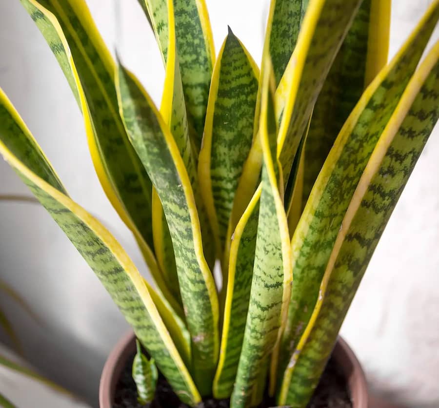 سانسوریا شمشیری طلایی؛ پاکنندگی هوا دمای نگهداری (25 18) درجه سانتی گراد