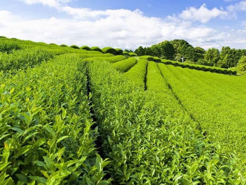 استویا و تیروئید (برگ عسلی) پودری فله ای بسته ای حاوی آنتی اکسیدان Stevia