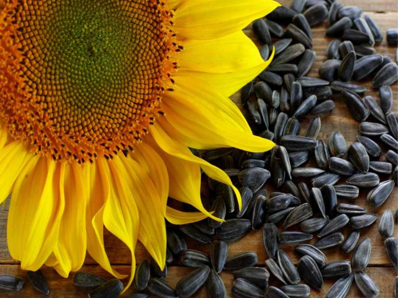 تخمه آفتابگردان چینی کانادایی؛ خام برشته 2 رنگ (سفید سیاه) CHINA